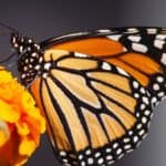 The Annual Monarch Butterfly Migration