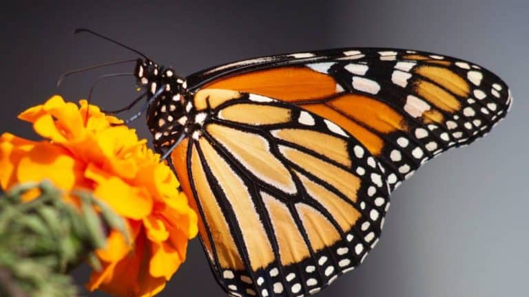 Annual Monarch Butterfly Migration in California