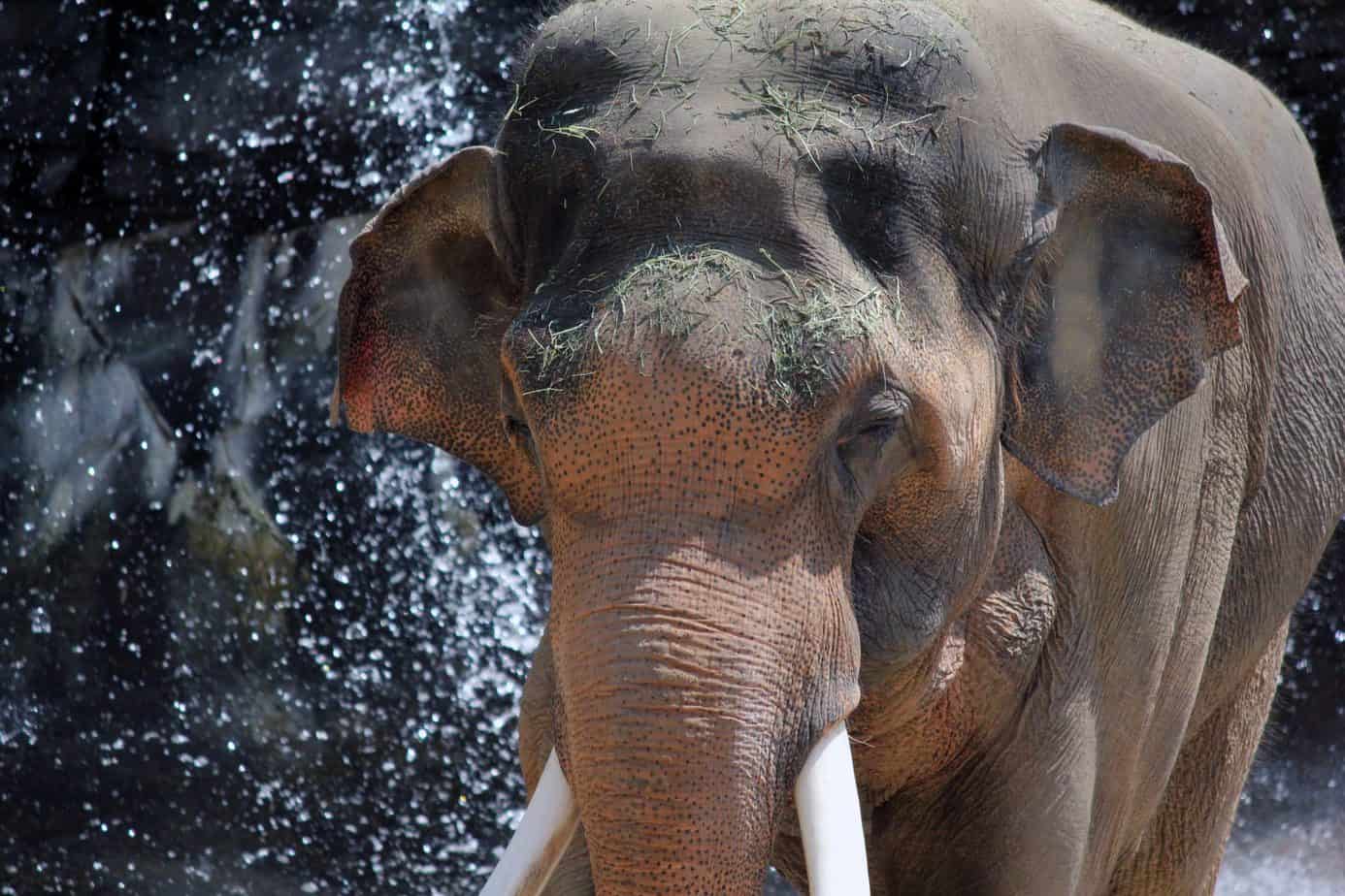 Los Angeles Zoo in Griffith Park