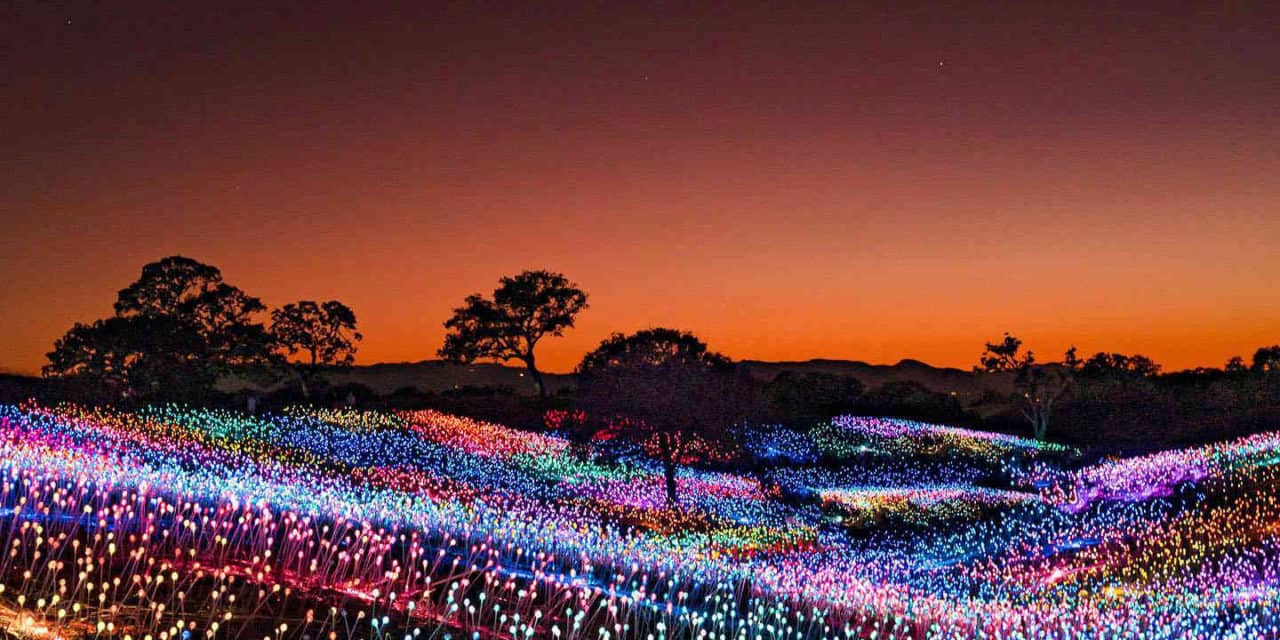 Field of Light at Sensorio