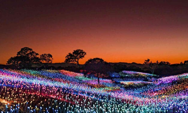 Field of Light at Sensorio