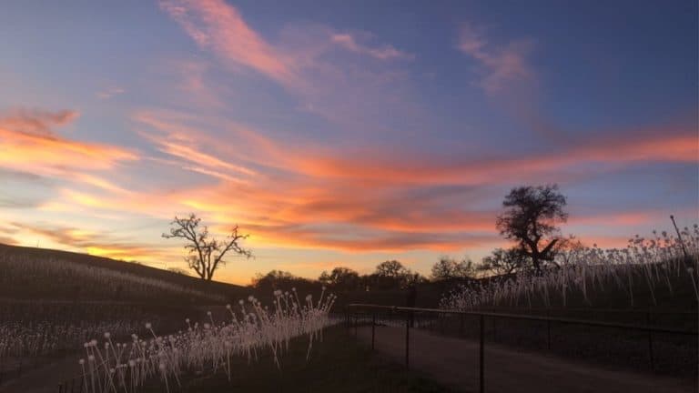 Field of Light