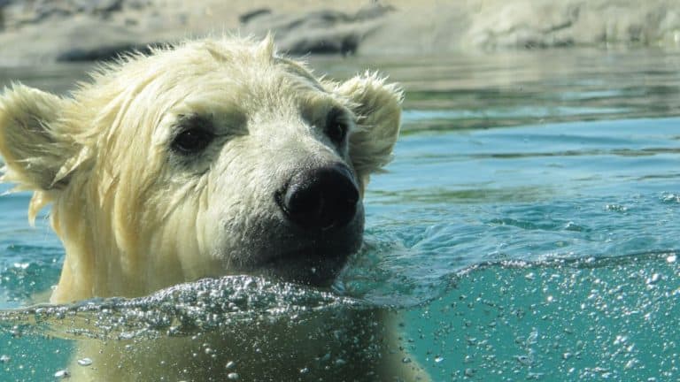 Polar Bear at San Diego Zoo