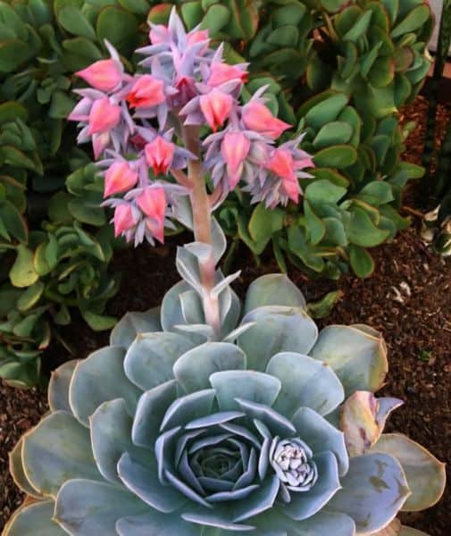 Succulent with Pink Blooms