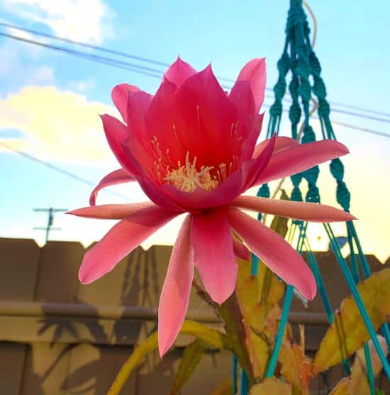 Epiphyllum Grow Easily in Southern California