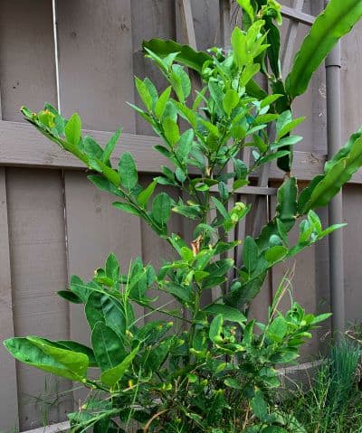 Lime Tree in Backyard Garden