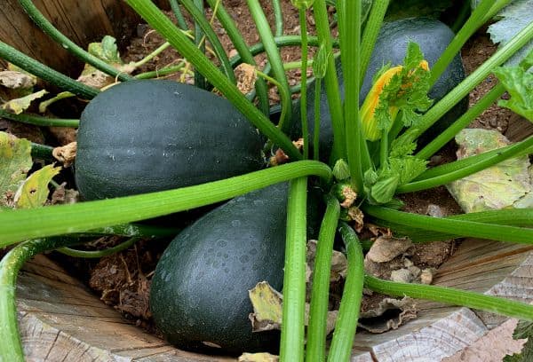Zucchini Growing in a Backyard Garden