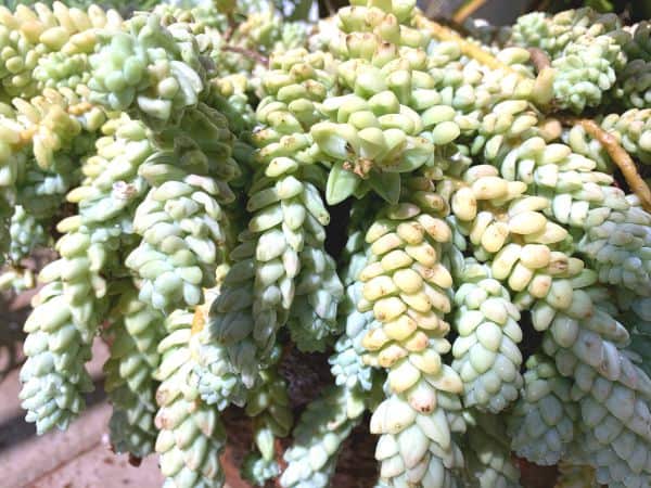 Donkey Tail or Burro Tail Succulent