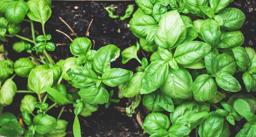 Basil Is Perfect For Backyard Garden Containers