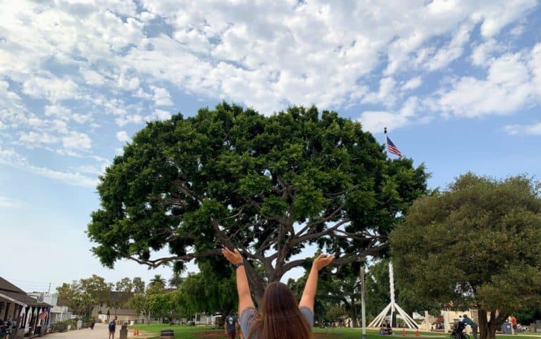 Central Plaza in Old Town, The Massive Tree