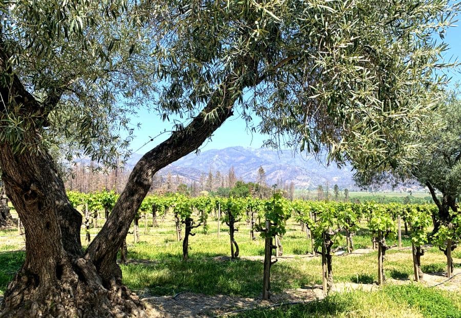 Vineyards at Castello di Amorosa