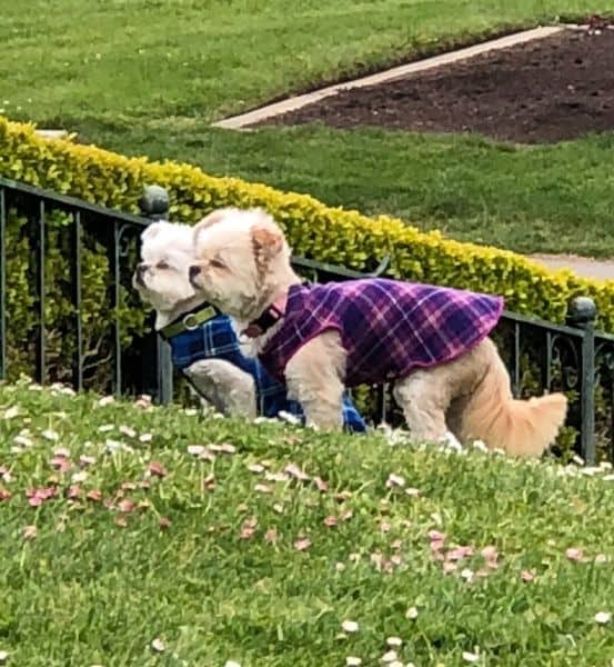 Dogs at Golden Gate Park