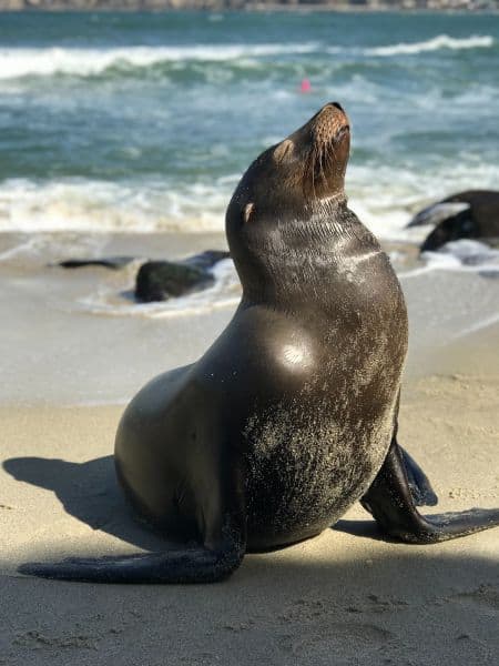 Sea Lion at Children's Pool