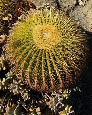 Cactus Garden, San Diego, California