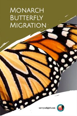 California Monarch Butterfly Migration