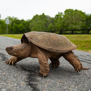 Turtle Crossing Road