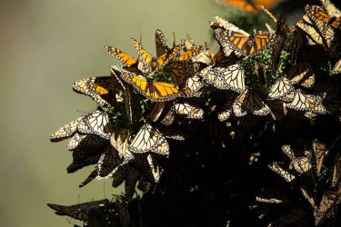 Cluster of Monarch Butterflies