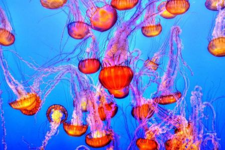 Monterey Bay Aquarium, California Virtual Tours