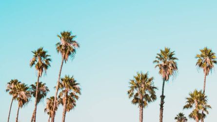 Palm Trees in Pinterest Strategy and Branding the Savvy Cali Girl Blog