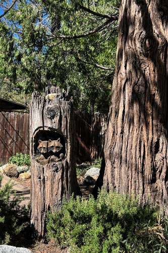 Carvings in Tree in Idyllwild California