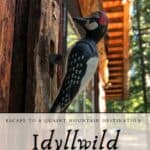 Idyllwild California Bird Door Knocker