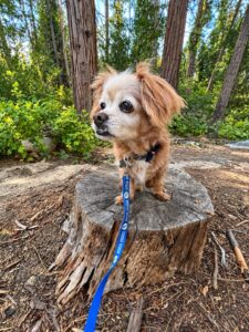 Elderly family dog on a walk near Strawberry Creek in Idyllwild, California