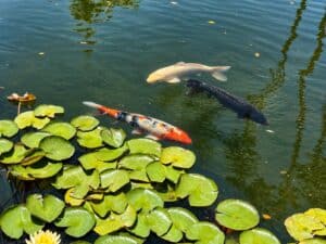 Three colorful koi fish swimming beside green lily pads in the Balboa Park Lily Pond in San Diego.